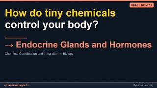 Endocrine Glands and Hormones | NEET Class 11 Biology | Synapse