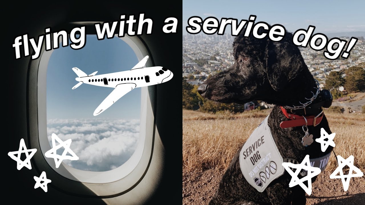 flying-with-a-service-dog-youtube