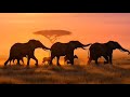 Wildlife Survival When Nature Fights Back Ultimate Animal Kingdom Battle Animal Survival   Migration