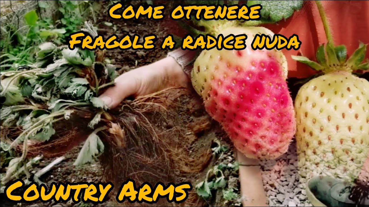 Pianta di fragole a radice nuda favori