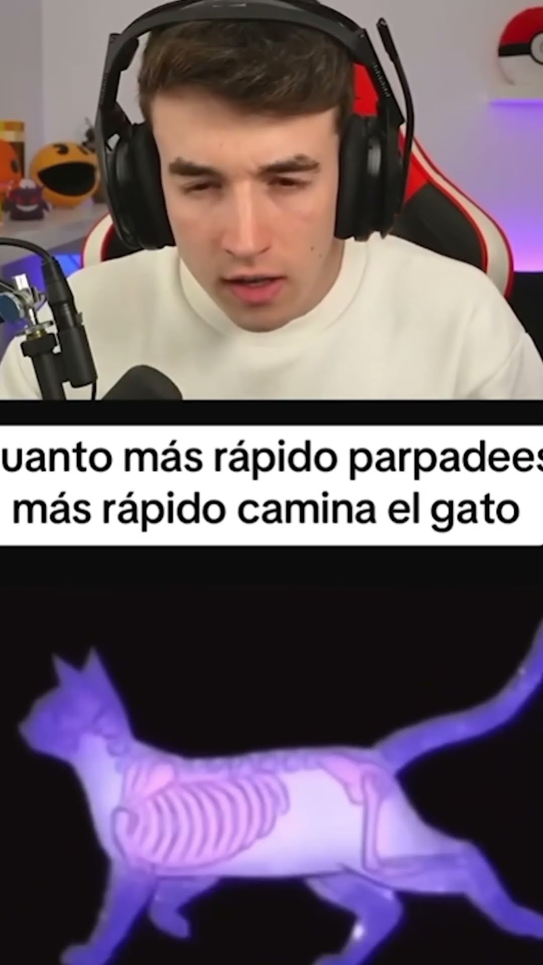 Ilusion OPTICA gato?