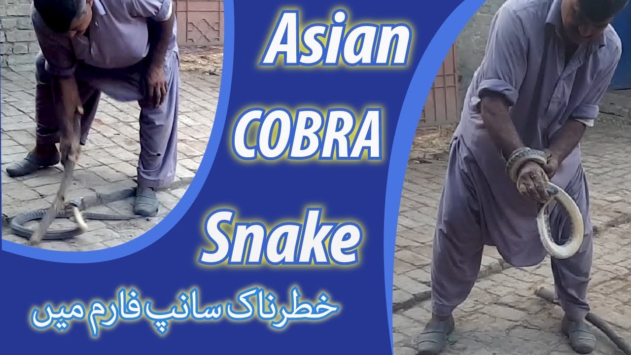 Cobra snake  | king cobra habitat | snake catcher  in farm