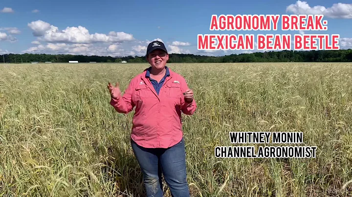 Agronomy Break: Mexican Bean Beetle