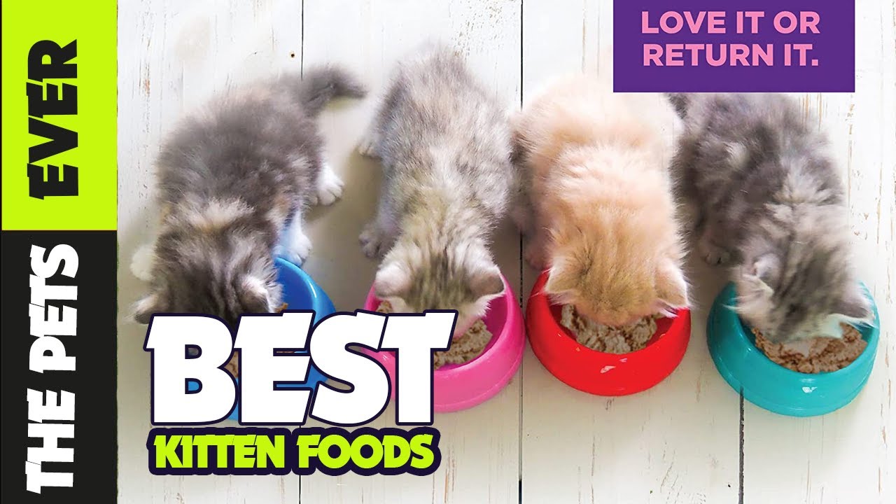 Best kitten food 2023 to fuel and satisfy your cat as it grows YouTube