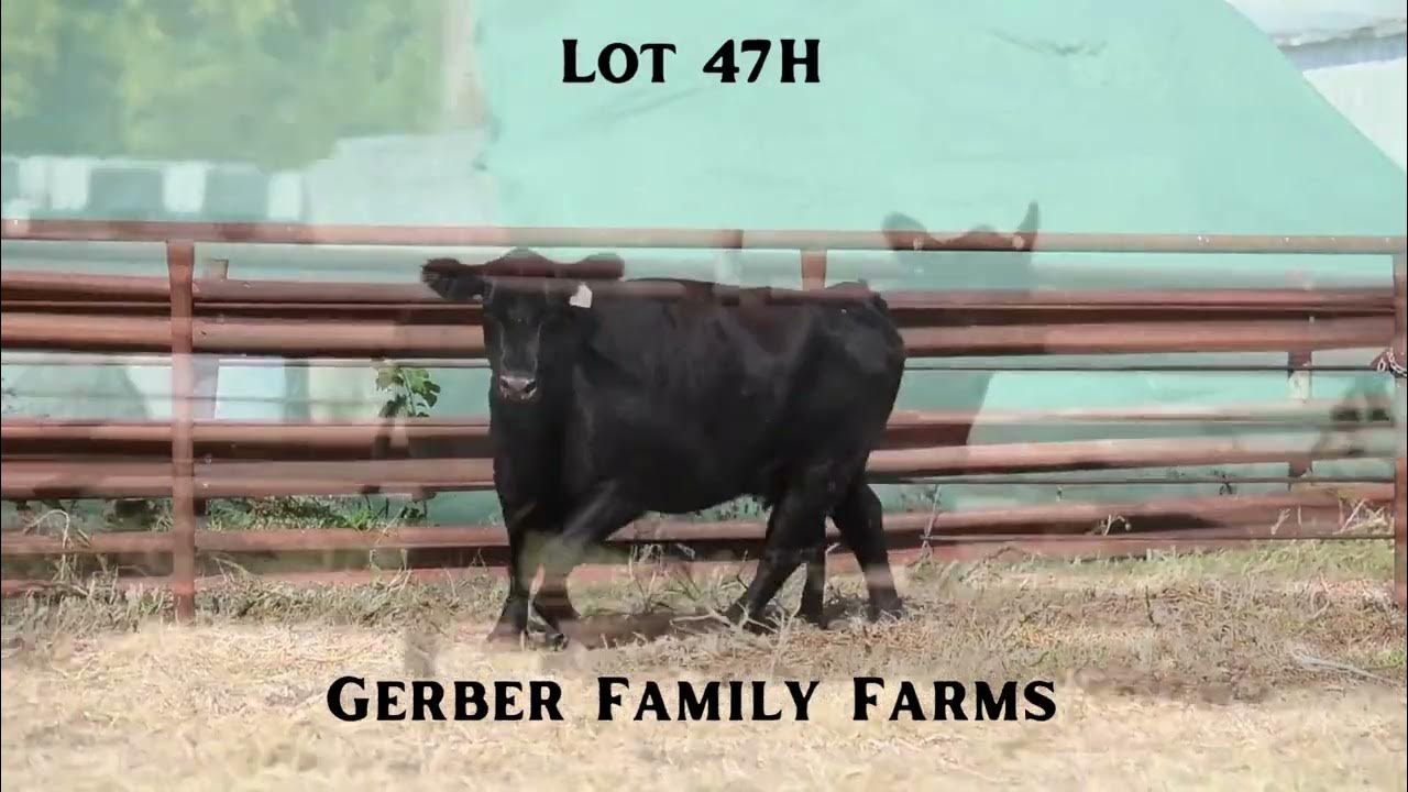 Lot 47H Combined Excellence Sale 2023 YouTube