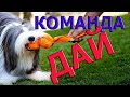 Команда дай | как научить собаку команде дай | дрессировка собак