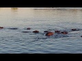 Zimbabwe - Hippos grunting n the Zambezi River