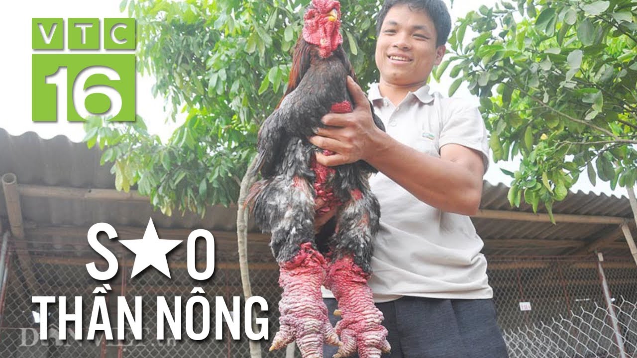 恐竜か 極太の足を持つ 食ったらうまいベトナムのニワトリ ドンタオ鶏 ニコニコニュース