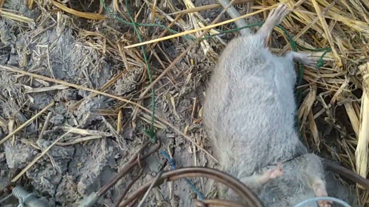 หนูหายากขื้นถูกวัน  ก็ยังพอได้ตัว