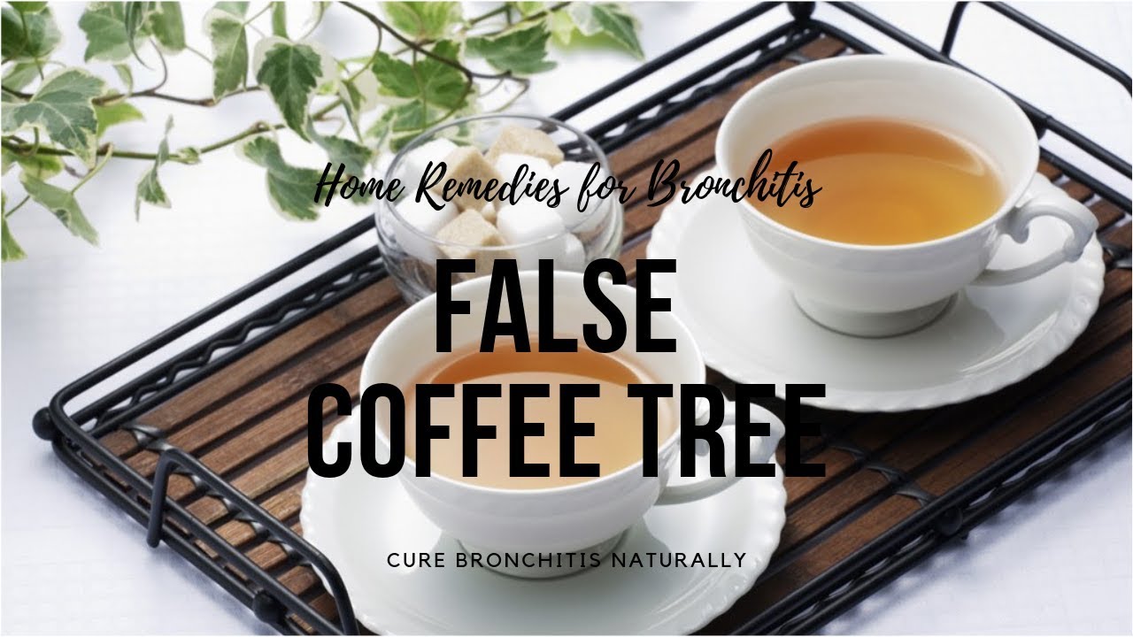 Home Remedies for Bronchitis False Coffee Tree can cure Bronchitis Naturally YouTube