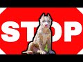 AMERICAN BULLY PUPPIES B4 U BUY