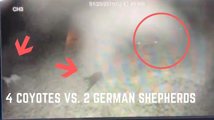 German Shepherds Fight Pack Of Wild Coyotes!