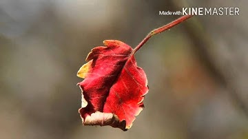 سورة المدثر- الاستاذ شهريار برهيزكار