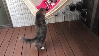 運動神経が悪くてハンモックに上手く乗れない猫 ノルウェージャンフォレストキャット A slow cat that can not get on a hammock