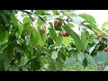 Сбор черешни / Вкусный урожай в саду // Жизнь в деревне //