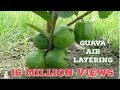 Guava tree air layering propagation with cocopeat