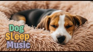 This Music Works Like Magic ✨ 8 Hours of Calming Melodies for Anxious &amp; Reactive Dogs 🐶