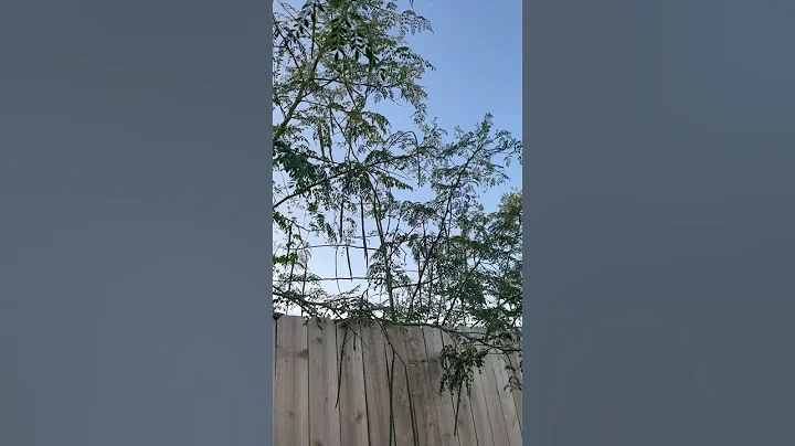 Moringa Drumsticks By The Fence #moringatree #drumsticks #harvest est