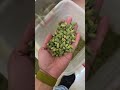 انواع الهيل وطريقة المزايدة على جميع انواعه