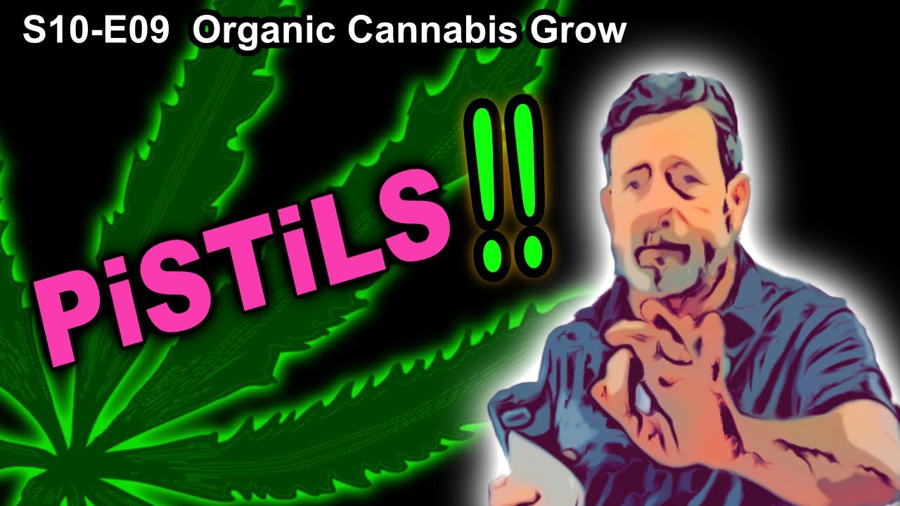 S10 E09 – Week 2 of Flower – Pistils!!!  36 Hours Dark - Shiskaberry, Chemy Lemmy, Afghan Kosher