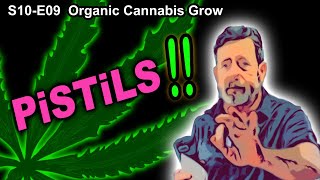 S10 E09 – Week 2 of Flower – Pistils!!!  36 Hours Dark - Shiskaberry, Chemy Lemmy, Afghan Kosher