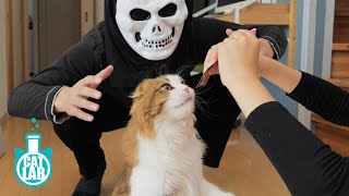 【検証】パパがハロウィンのオバケになってしまったらもふ猫は気付くのか？