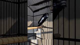 SUARA KACER JUARA ‼️BIKIN LAWAN IKUT GACOR#burungkacer #shortvideo