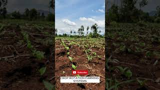 𝗦𝗘𝗟𝗘𝗖𝗧 𝗧𝗛𝗘 𝗕𝗘𝗦𝗧 𝗖𝗥𝗢𝗣𝗦 𝗙𝗢𝗥 𝗖𝗥𝗢𝗣 𝗥𝗢𝗧𝗔𝗧𝗜𝗢𝗡 𝗜𝗡𝗡𝗢𝗩𝗔𝗧𝗜𝗢𝗡 𝗜𝗡 𝗙𝗔𝗥𝗠𝗜𝗡𝗚 #farming #garden #gardening