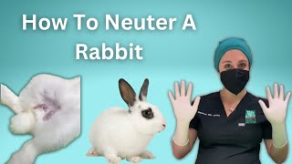 Veterinarian Explains How To Perform a Closed Castration (Scrotal Neuter Approach) On A Rabbit
