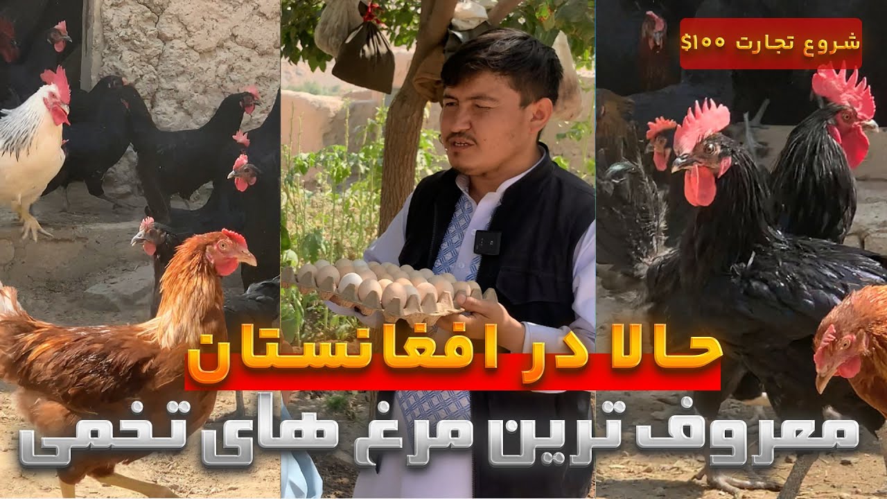 راهی برای حل بیکاری جوانان افغانستان | فارم مرغ تخمی با سرمایه اندک|  Egg Business in Afghanistan