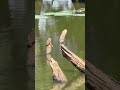 Video of Bois D'Arce Lake Peninsula, AR from Joy J.