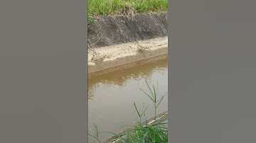 Câu cá rô đồng giật sướng tay tại Hà Nội