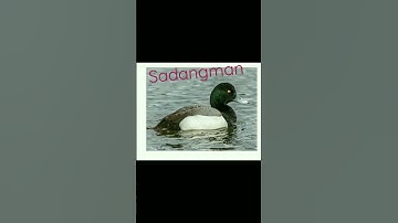 #Rare species of Duck sighted in Manipur 