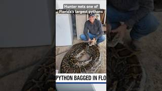 A hunter recently netted one of Florida’s largest pythons in the Everglades.