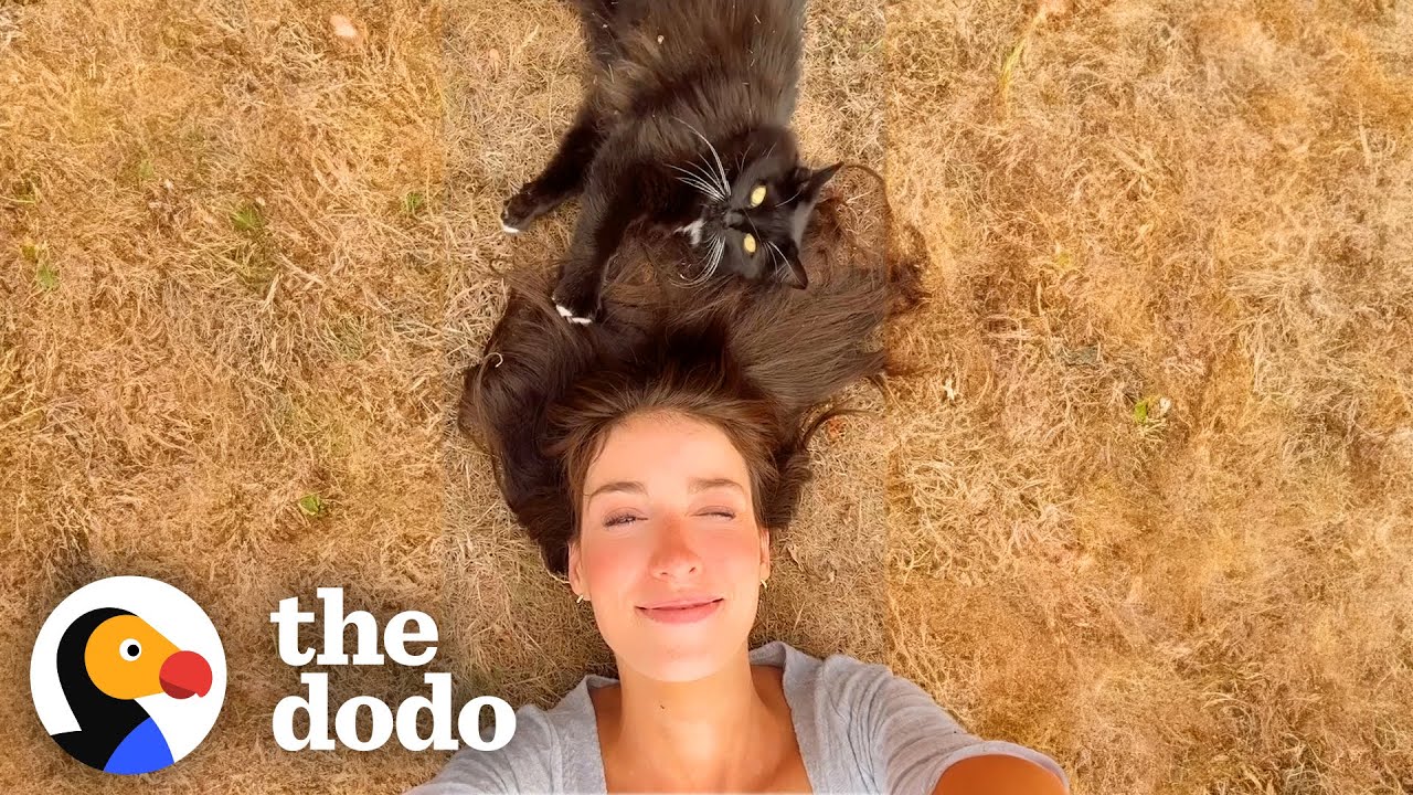 Женщина три года пыталась завоевать доверие дикой кошки | The Dodo