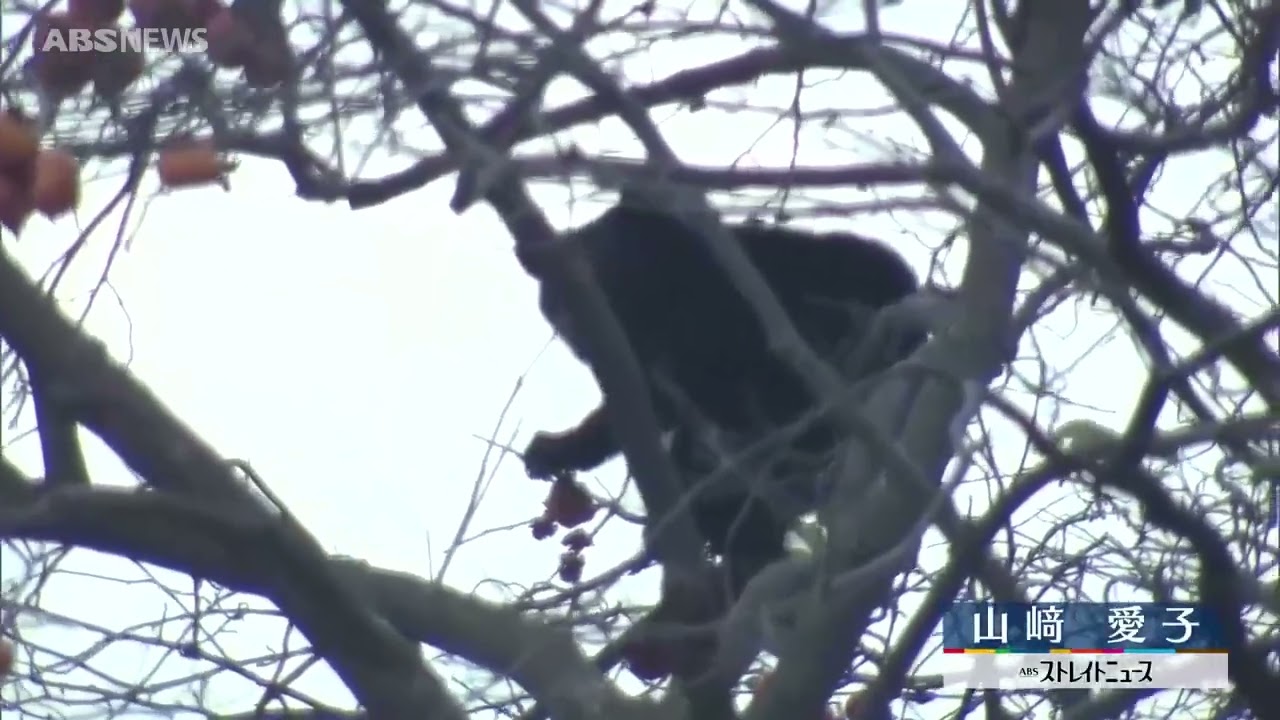 住宅近くの木の上のクマをカメラがとらえる 三種町の琴丘森岳IC付近