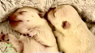 New Born Westies 😍 by Maylo 4,097 views 2 years ago 2 minutes, 26 seconds