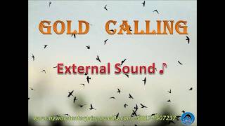 Swiftlet Sound- 'Gold Calling' Sample ( HY WALET)