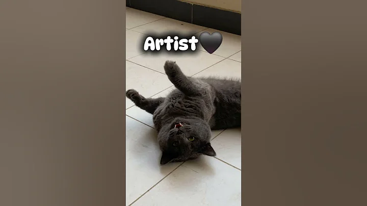 Video 6063961: britishshorthair pets funny cats, britishshorthair funny pets cute, kitty britishshorthair, cat purr, cat exploring