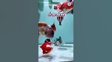 Biozym Discus, dòng thức ăn tăng màu cá cảnh nhờ Astaxanthin - Thủy Sinh 4U