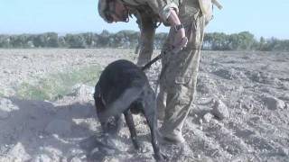 Mine Detection Dog