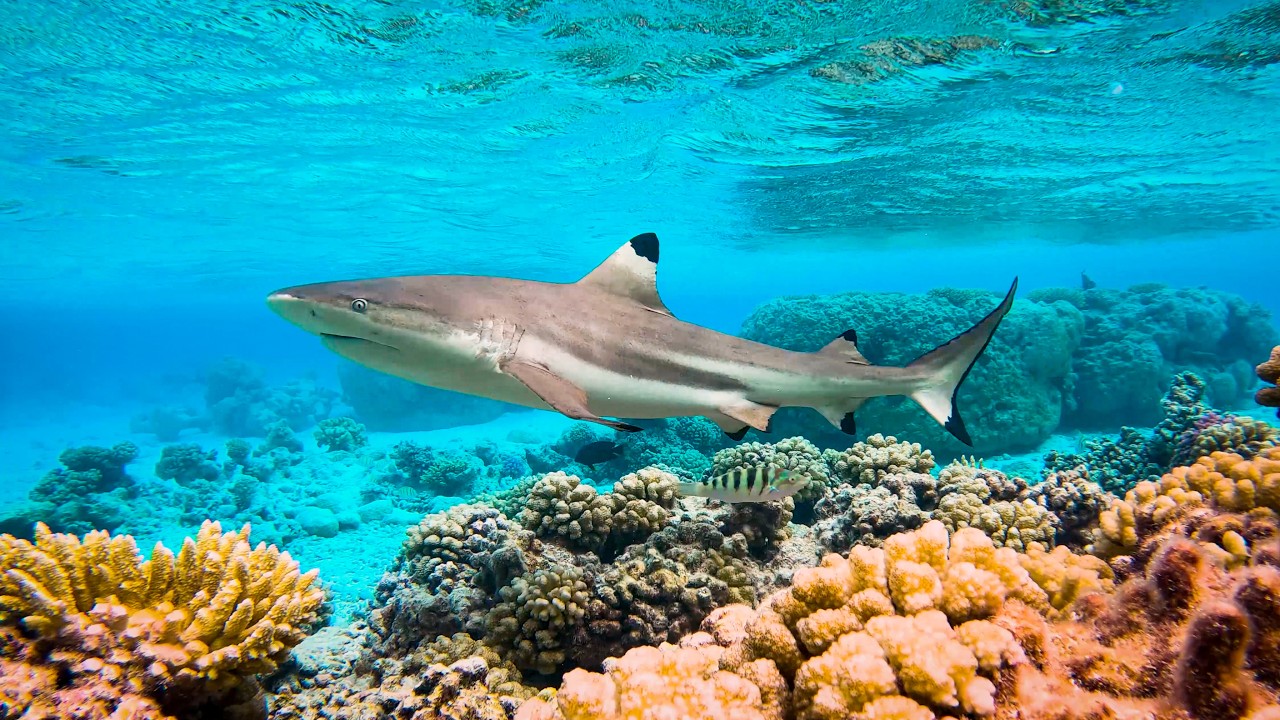 Reef fish and blacktip reef sharks in the clear lagoon water of Fakarava and Makemo, French Polynesia