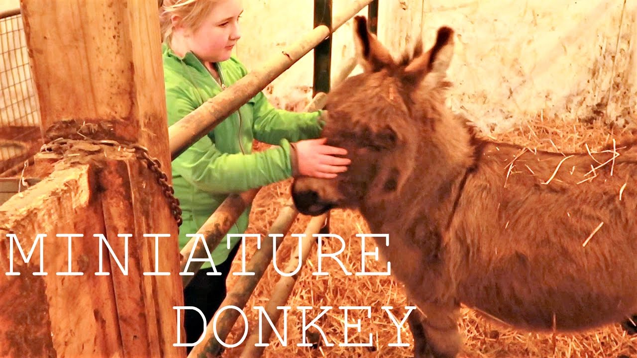 CUTEST MINIATURE DONKEY! ADDITIONAL BARN FOOTAGE!! YouTube