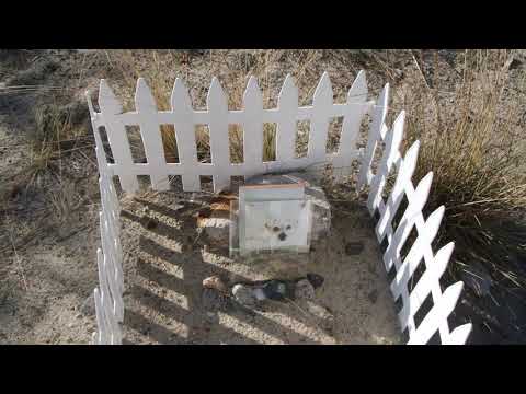 I 002 Кладбище домашних питомцев собак котов Киев Cemetery of domestic dogs and cats pets 20210821