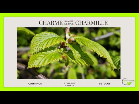 Ma charmille, mon charme #carpinus #charme #charmilles #vegetosphere #plants #jardin #arbres #arbre