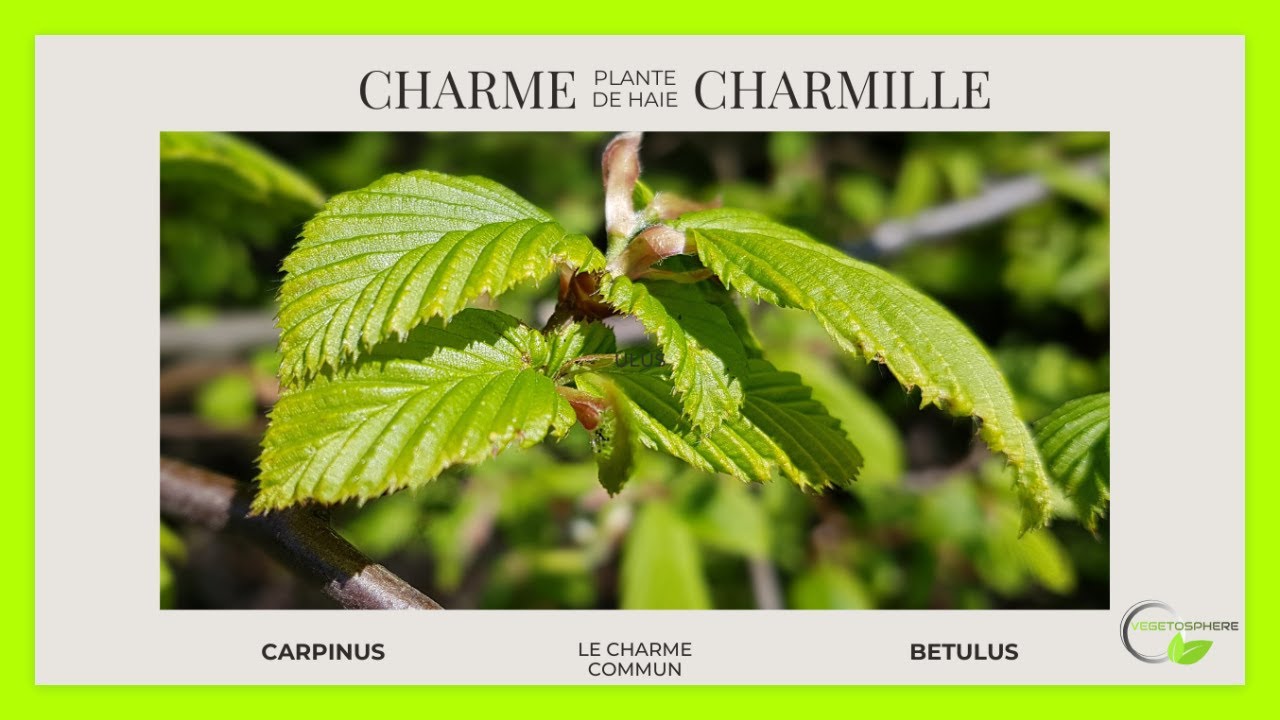 Ma charmille, mon charme 