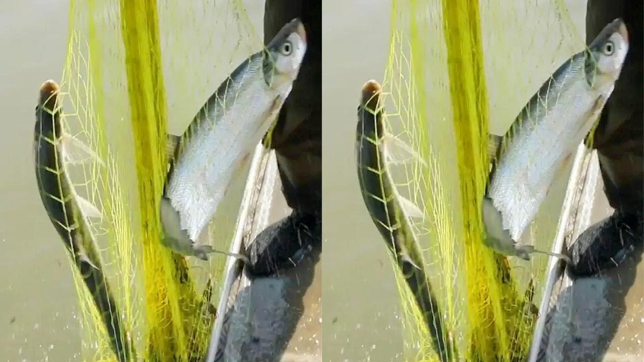 大哥朋友一起撒网，二人轮着上大货，大鱼窜上船，吓朋友一跳！ 