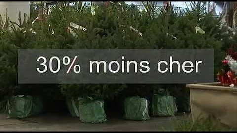 Quel est le genre du sapin ?