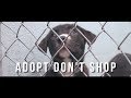 Adopt dont shop dia short film