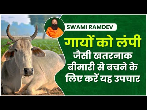 वीडियो: माया के सामान्य रोग – बीमार मेव वृक्षों के उपचार के लिए टिप्स